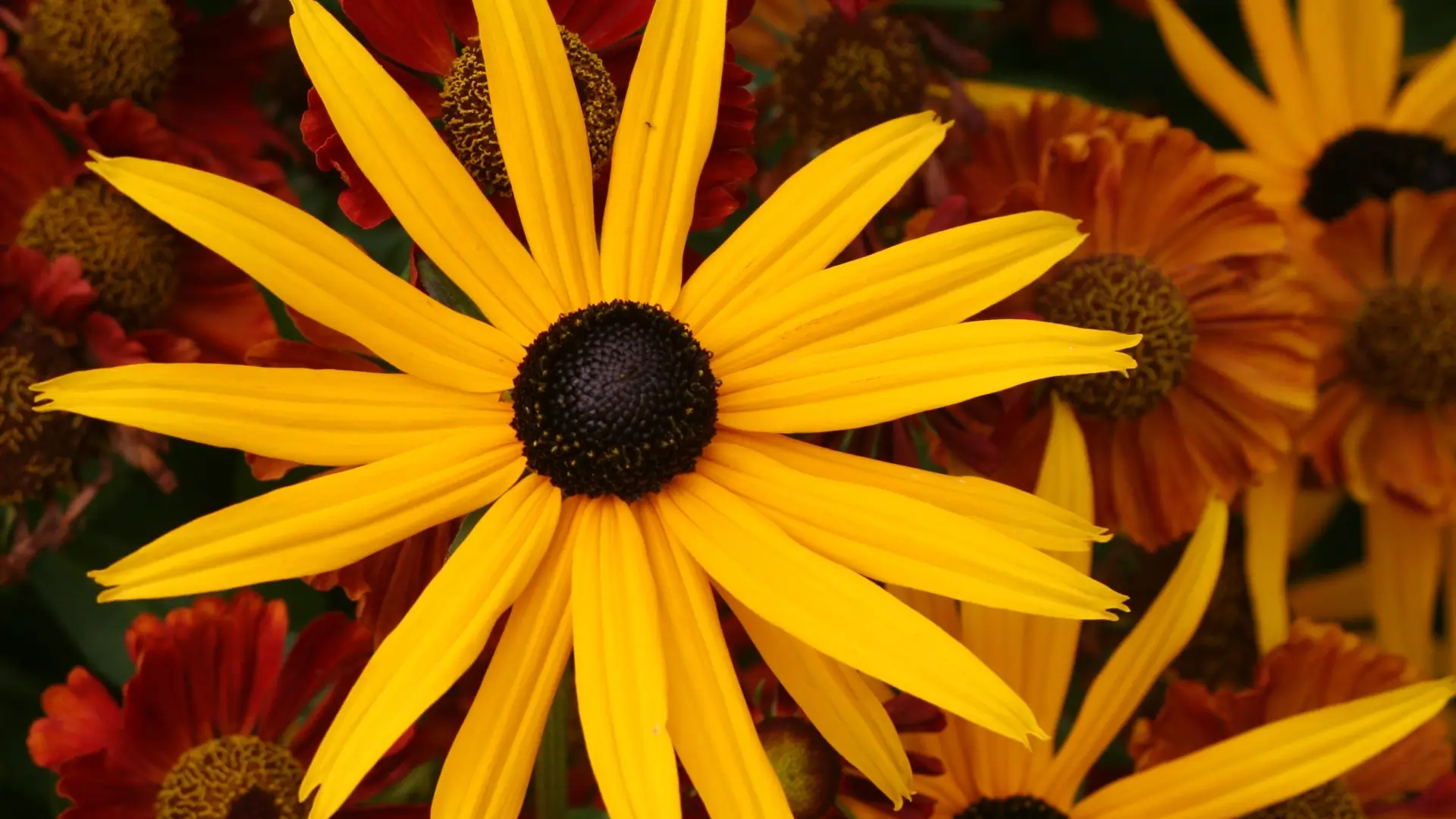 A prominent yellow flower on a backdrop of smaller flowers