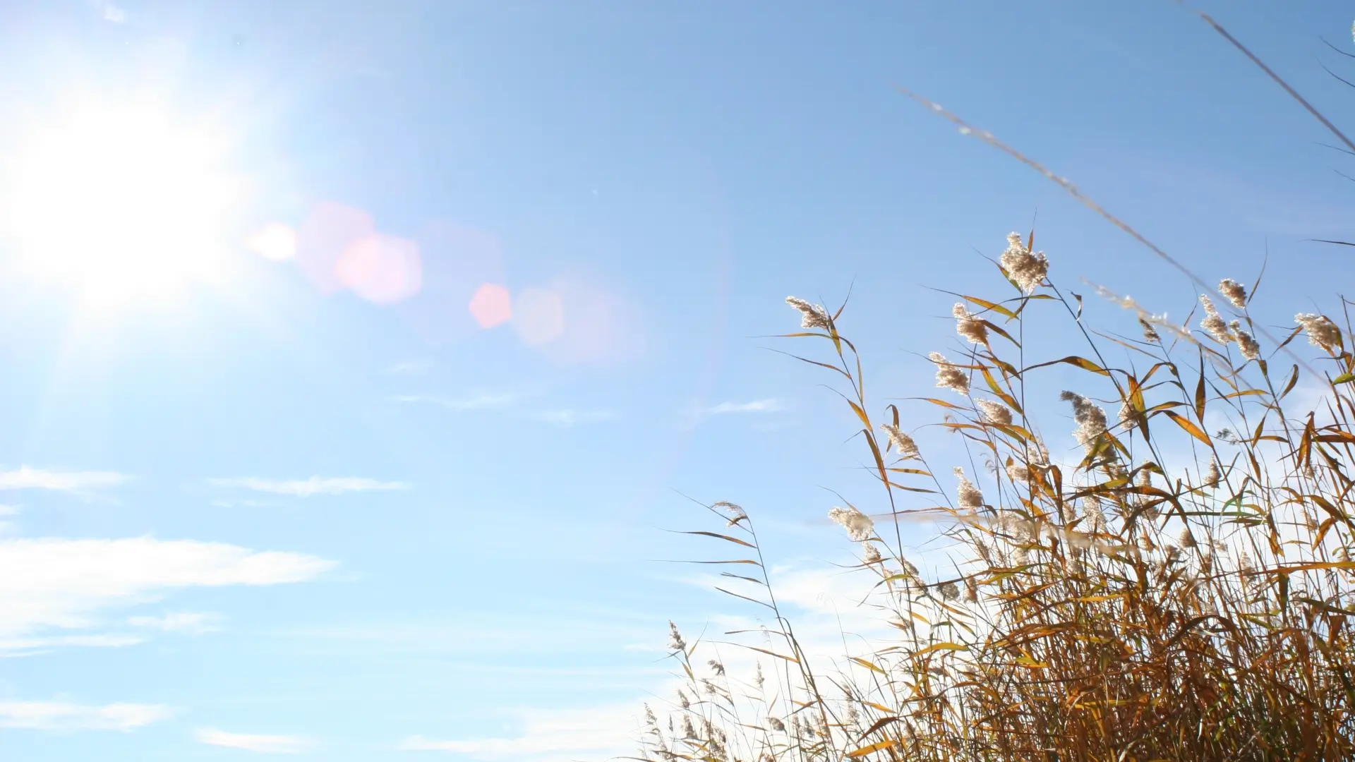 A photo of reeds soaking in sunlight at Hansta Nature Reserve, Stockholm